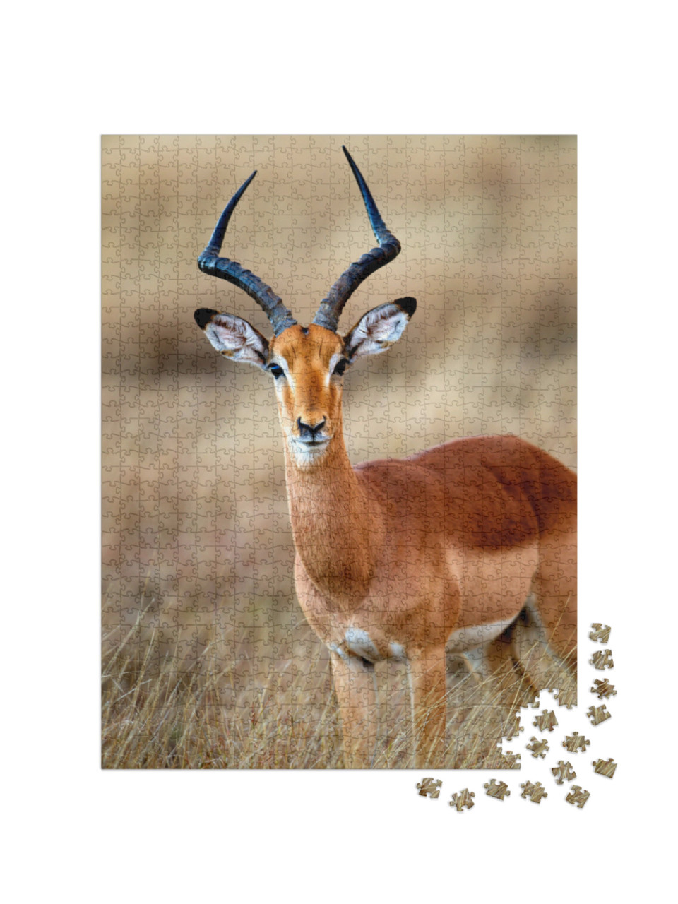 Puzzle de 1000 pièces « Un impala mâle dans le parc national Kruger en Afrique du Sud »