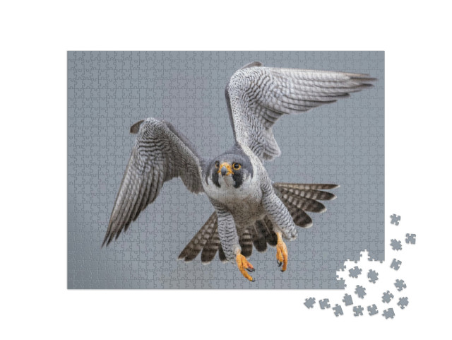 Puzzle de 1000 pièces « Faucon pèlerin en vol »