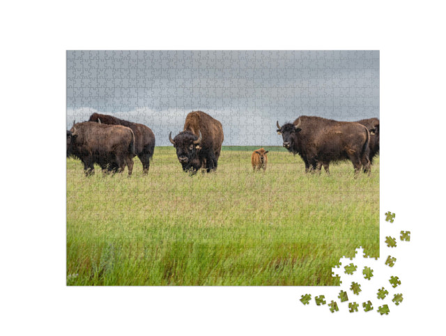 Puzzle de 1000 pièces « Un troupeau de bisons des prairies avec un veau, Canada »