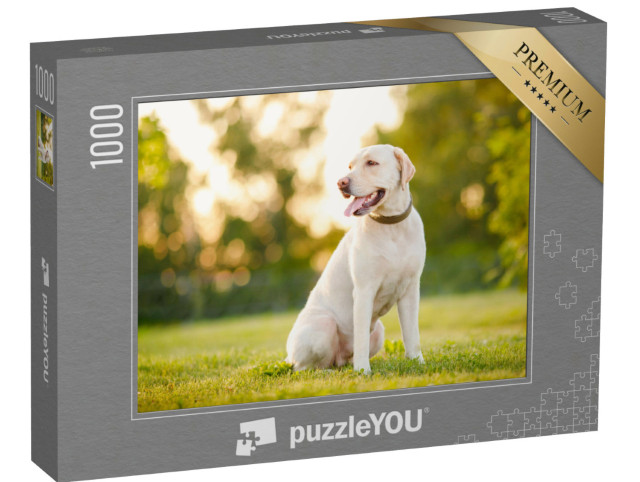 Puzzle de 1000 pièces « Labrador retriever attentif »