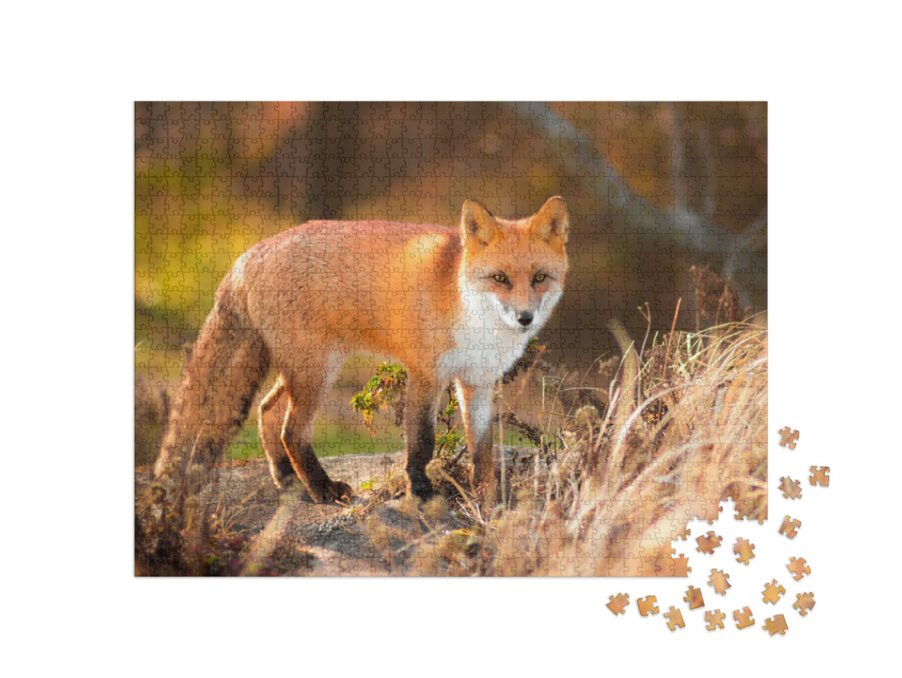 Puzzle de 1000 pièces « Renard roux dans la nature »