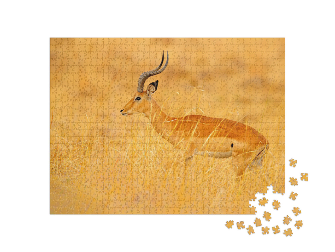 Puzzle de 1000 pièces « Antilope au milieu de la savane herbeuse, Afrique du Sud »