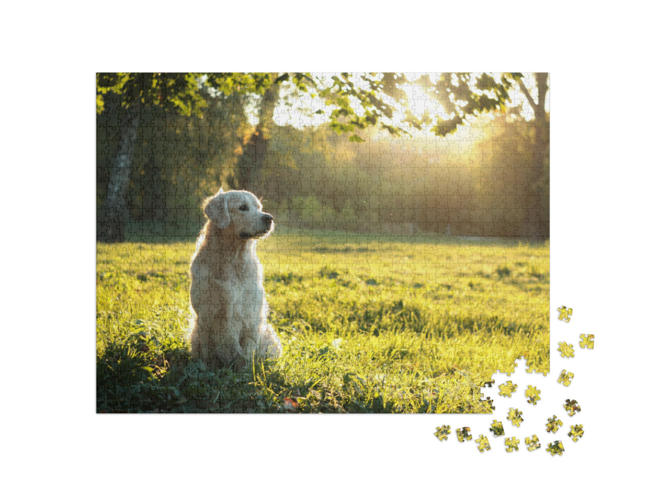 Puzzle de 1000 pièces « Golden Retriever dans la lumière du soir en été »