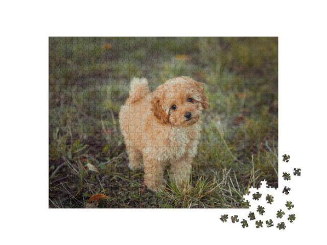 Puzzle de 1000 pièces « Petit caniche brun »