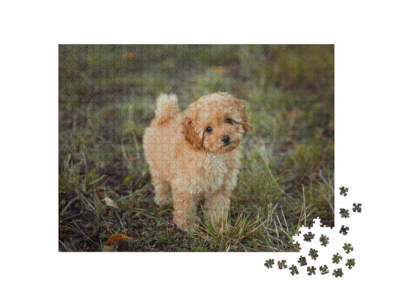 Puzzle de 1000 pièces « Petit caniche brun »