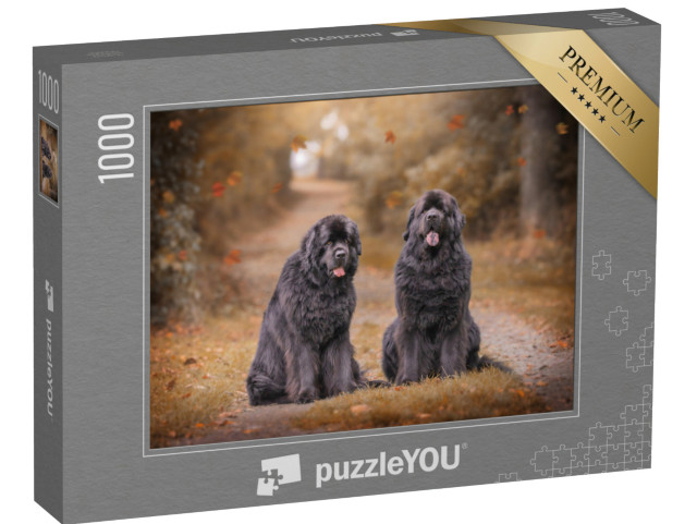 Puzzle de 1000 pièces « Deux Terre-Neuve sur un chemin forestier en automne »