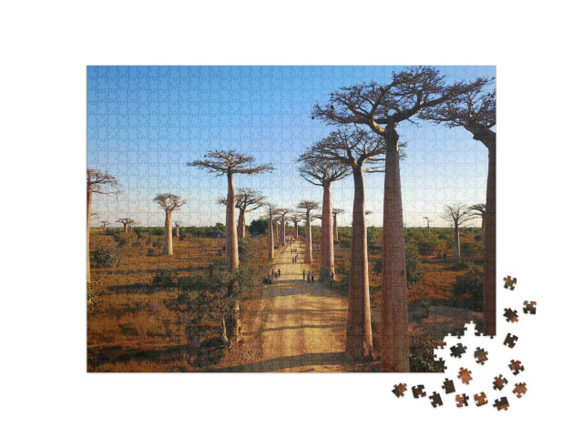 Puzzle de 1000 pièces « Madagascar's Baobabs,Vues aériennes,Région de Morondava,Baobabs Belle vue »