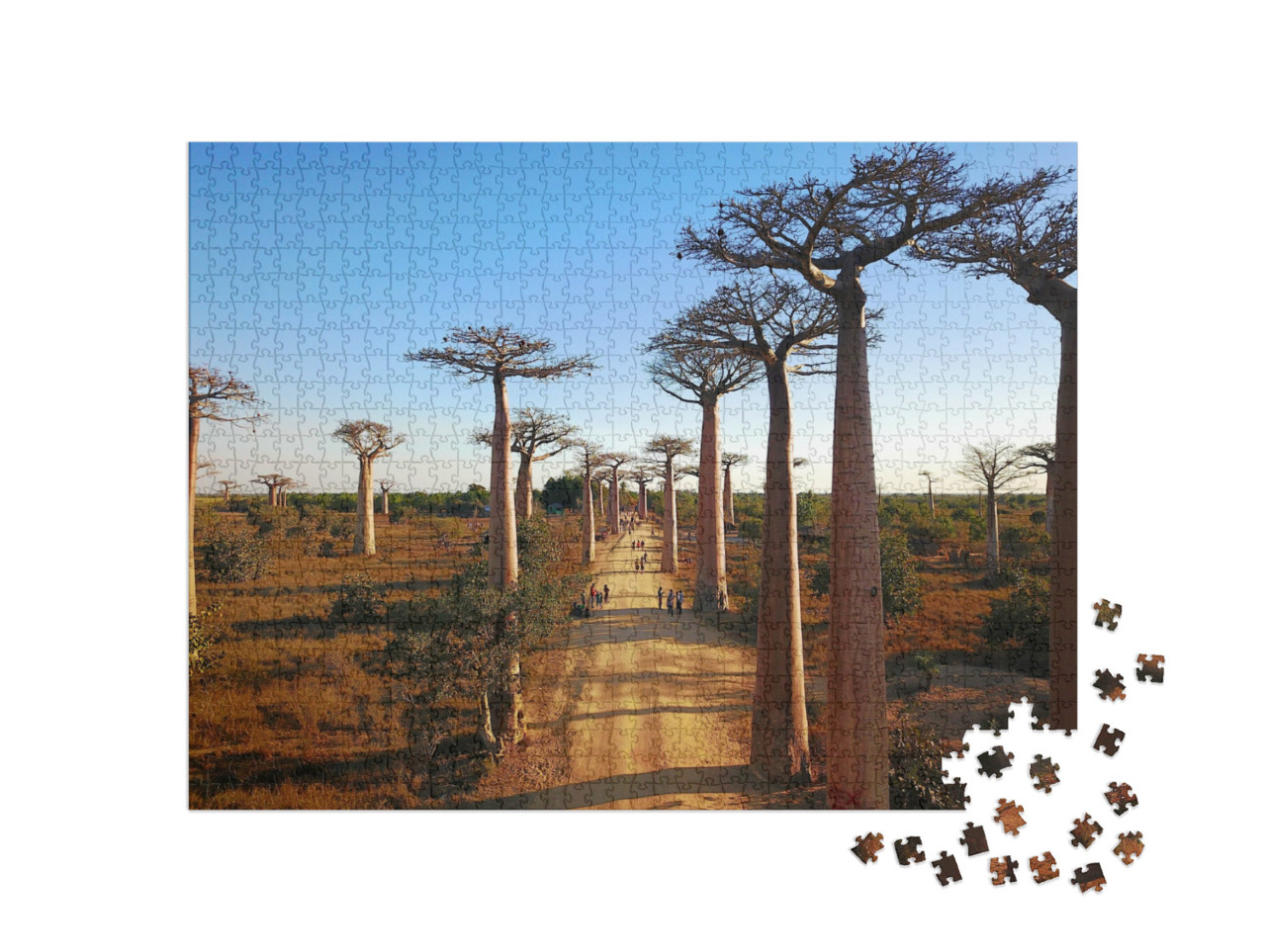 Puzzle de 1000 pièces « Madagascar's Baobabs,Vues aériennes,Région de Morondava,Baobabs Belle vue »