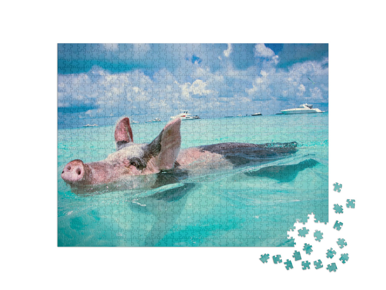 Puzzle de 1000 pièces « Les cochons flottants des Bahamas »