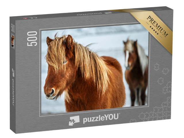Puzzle de 500 pièces « Portrait d'un beau cheval islandais »