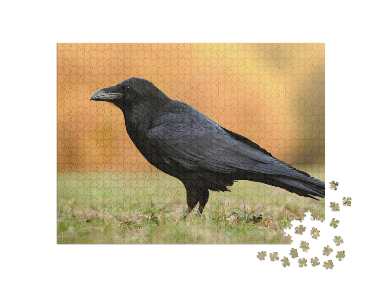 Puzzle de 1000 pièces « Le grand corbeau de la famille des passereaux »