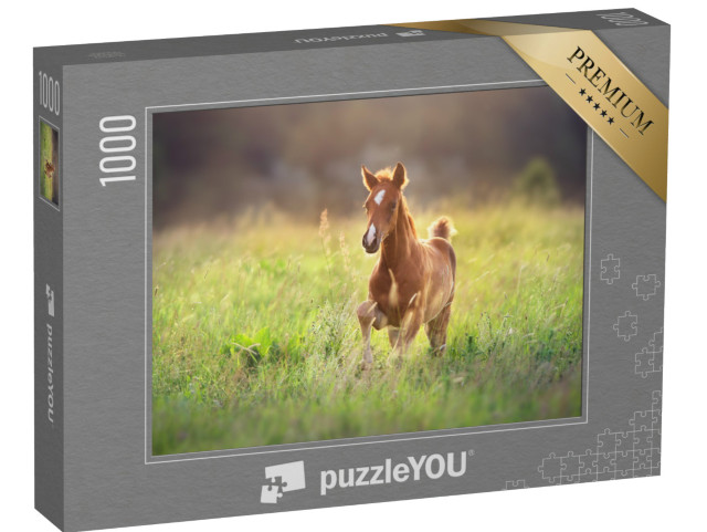 Puzzle de 1000 pièces « Poulain au galop dans le pré »