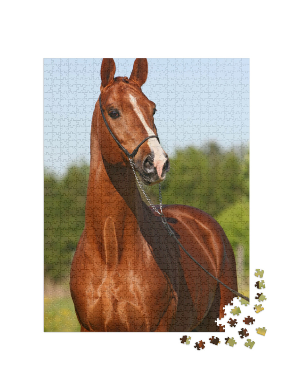 Puzzle de 1000 pièces « Étalon trakehner couleur châtaigne »