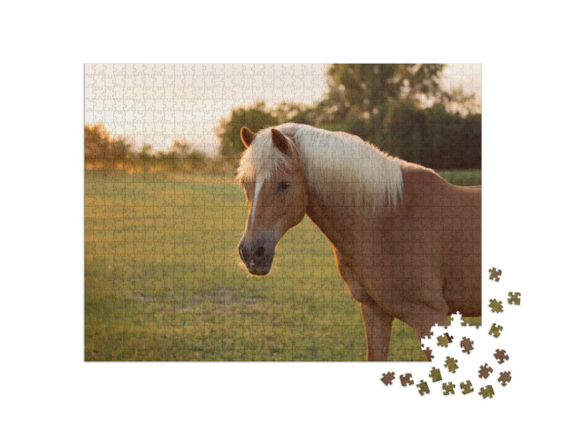 Puzzle de 1000 pièces « Cheval Haflinger Palomino dans un pré »
