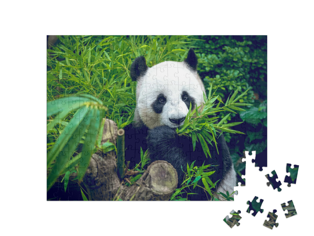 Puzzle de 200 pièces « Un panda géant affamé lors de son repas en bambou »