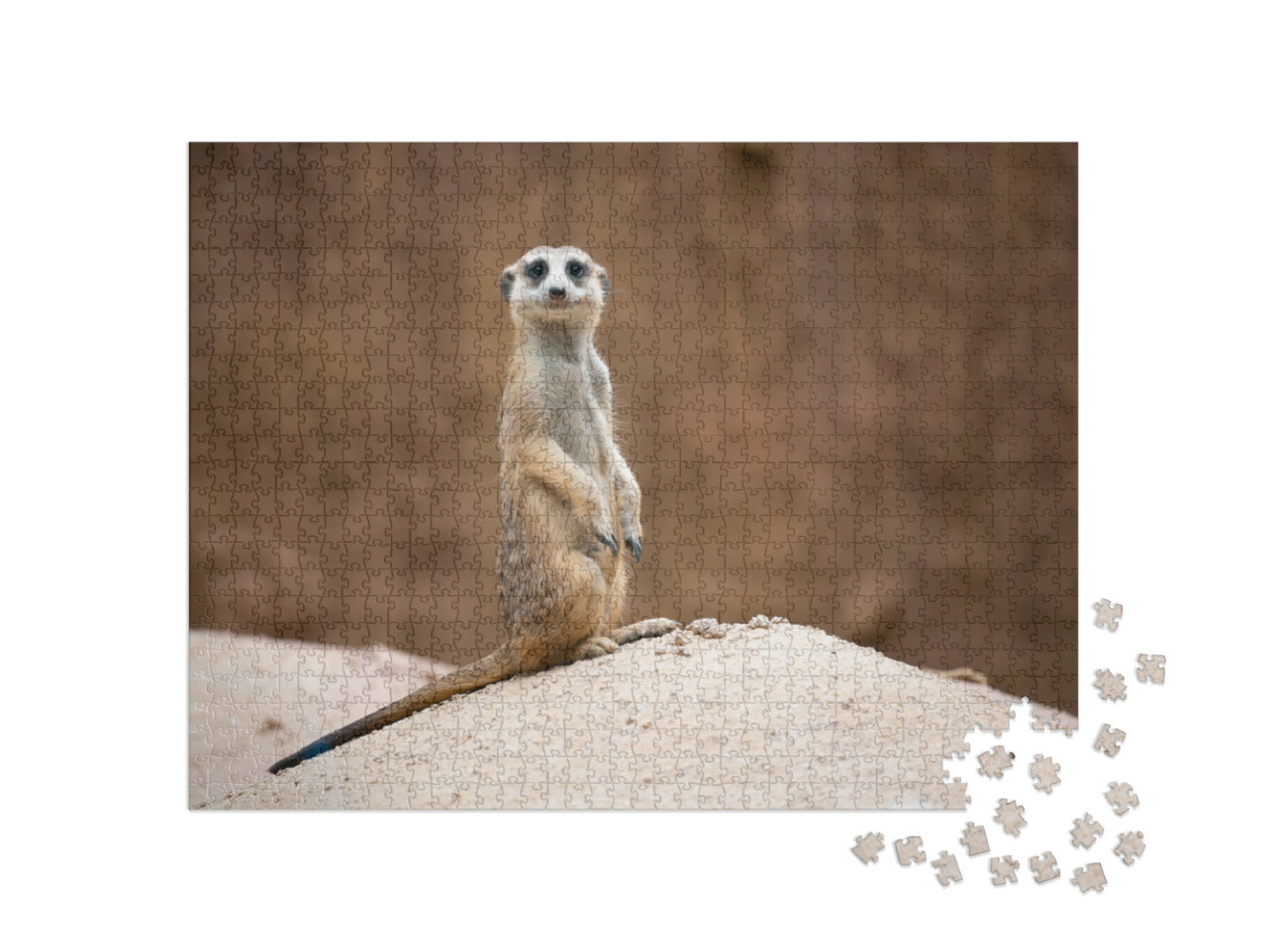 Puzzle de 1000 pièces « Mignon suricate, Suricata suricatta, debout sur un rocher »