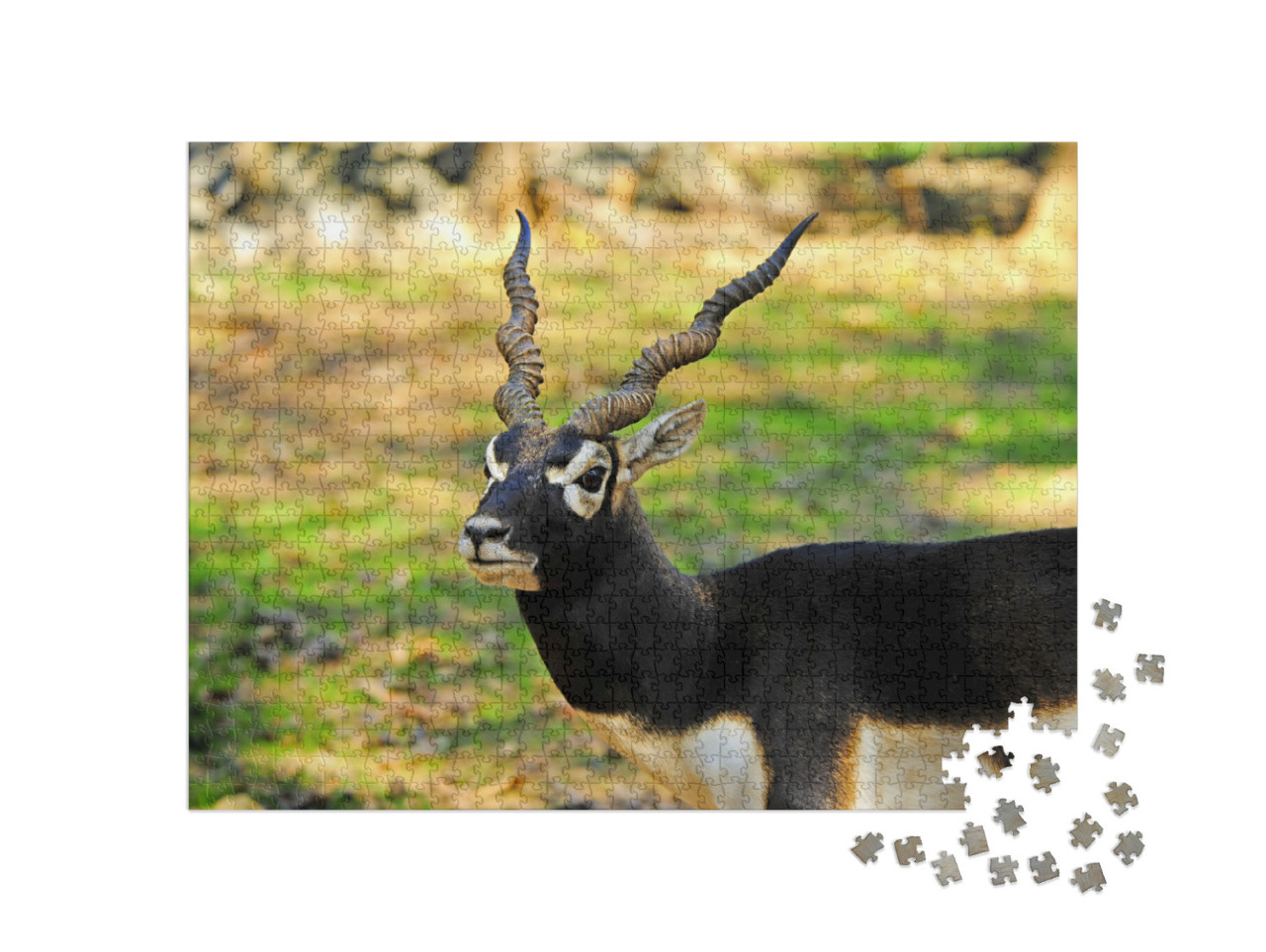 Puzzle de 1000 pièces « Un mâle blackbuck »