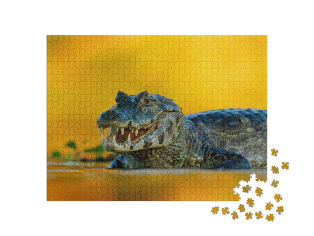Puzzle de 1000 pièces « Caïman de Yacare, un crocodile dans la rivière, Pantanal, Brésil »