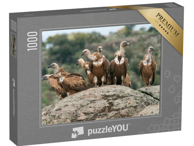 Puzzle de 1000 pièces « Vautour fauve »