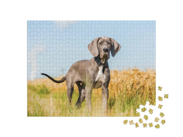 Puzzle de 1000 pièces « Portrait d'un chiot dogue allemand debout sur un chemin de campagne »