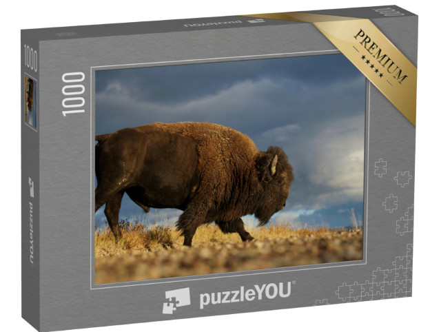 Puzzle de 1000 pièces « Bison américain alias bison sur fond de ciel dramatique de prairie, Montana »