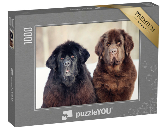 Puzzle de 1000 pièces « Terre-Neuve noir et brun »