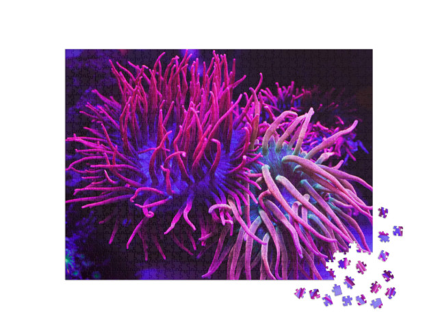Puzzle de 1000 pièces « Des coraux d'un violet éclatant dans un aquarium »