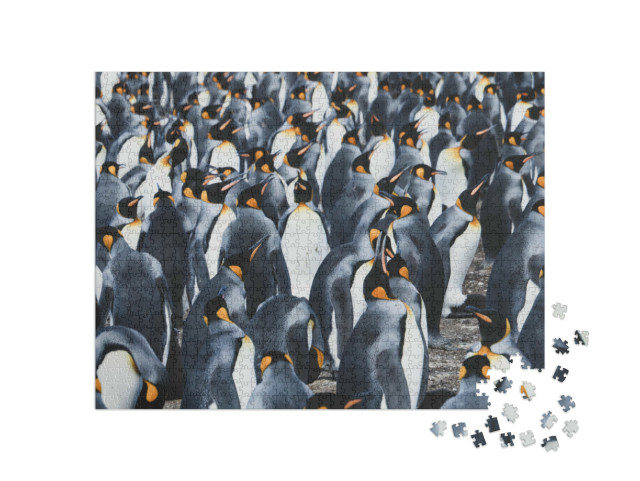 Puzzle de 1000 pièces « Grande colonie de manchots royaux sur les îles Falkland »