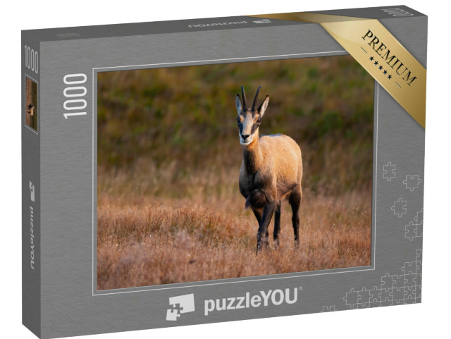Puzzle de 1000 pièces « Chamois des Tatras broutant dans la lumière du soir d'automne »