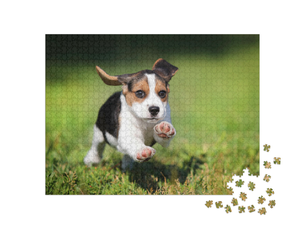 Puzzle de 1000 pièces « Un chiot beagle dans l'herbe »