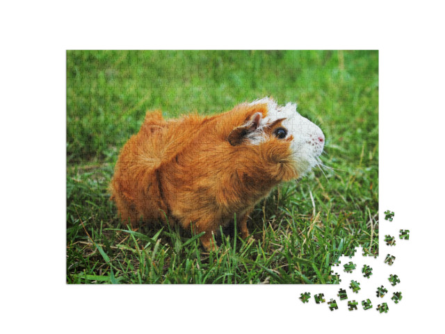 Puzzle de 1000 pièces « Cochon d'Inde Abyssin rouge sur herbe verte »
