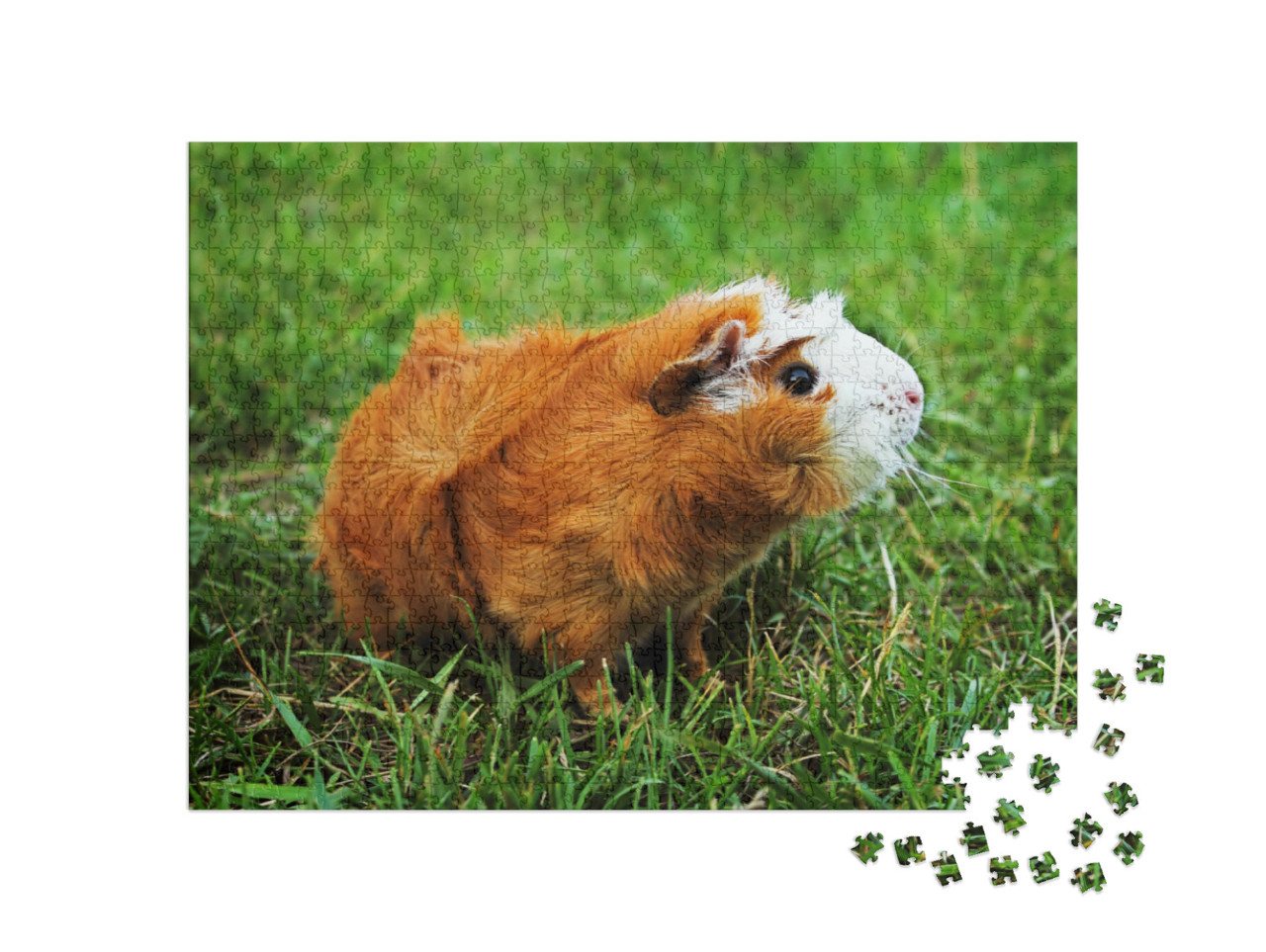 Puzzle de 1000 pièces « Cochon d'Inde Abyssin rouge sur herbe verte »