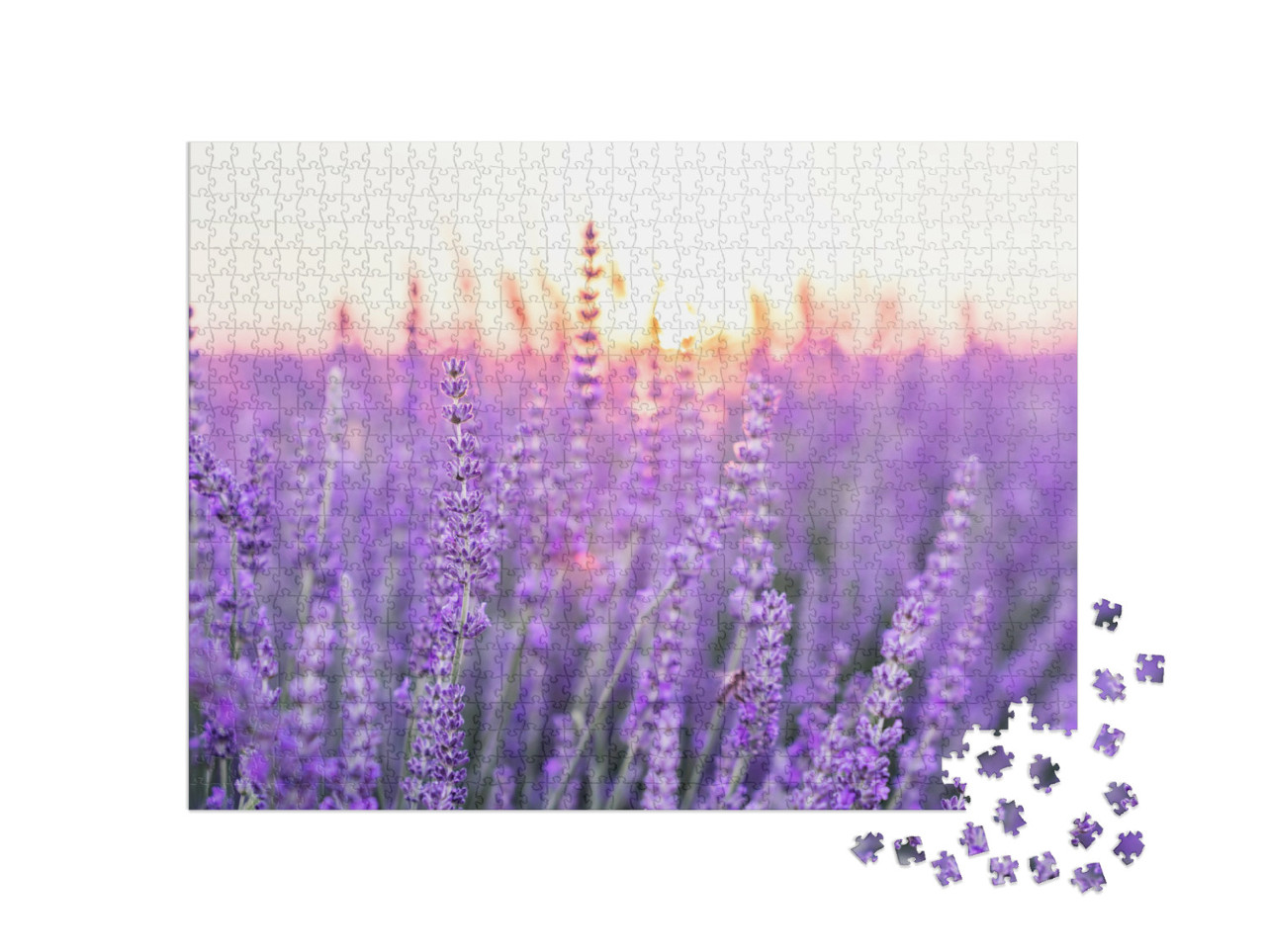 Puzzle de 1000 pièces « Coucher de soleil sur un champ de lavande, Provence, France »