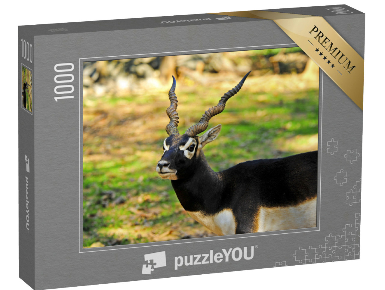 Puzzle de 1000 pièces « Un mâle blackbuck »