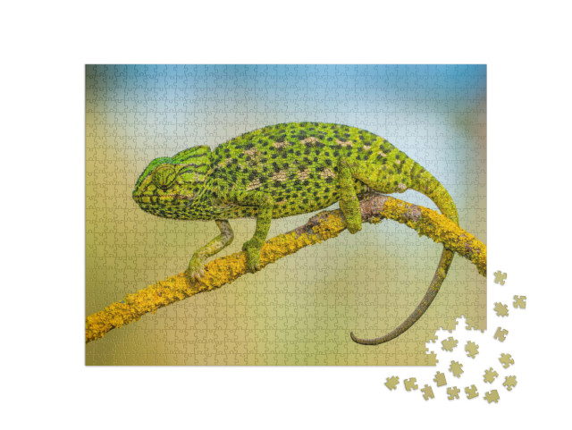 Puzzle de 1000 pièces « Caméléon commun »