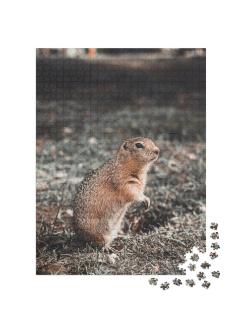 Puzzle de 1000 pièces « Rat de poche se nourrissant dans son trou dans une clairière, automne »