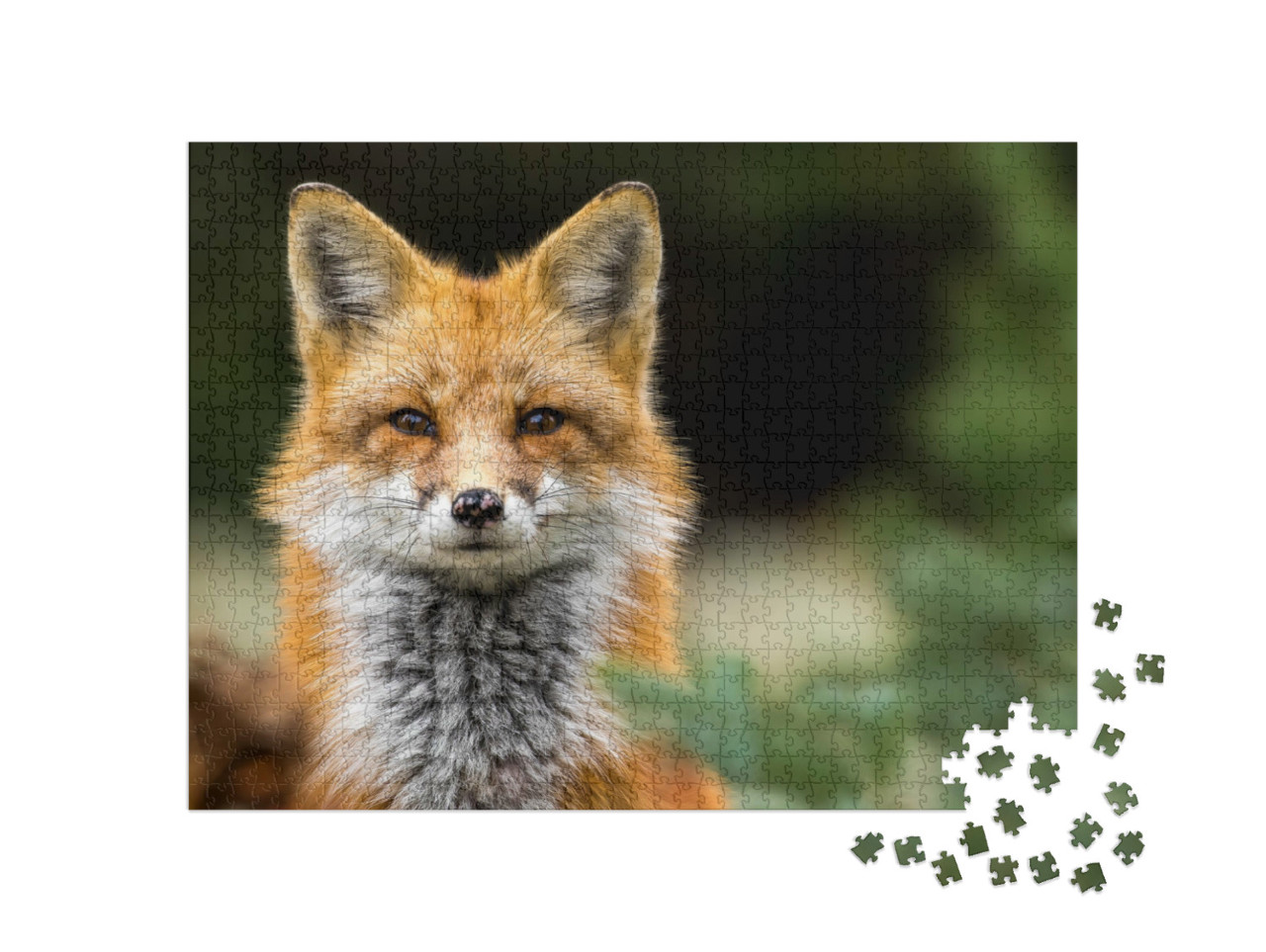 Puzzle de 1000 pièces « Les yeux dans les yeux avec un renard roux »