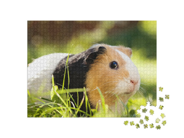 Puzzle de 1000 pièces « Un adorable cochon d'Inde tricolore »