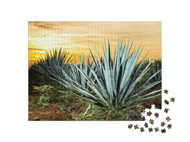 Puzzle de 1000 pièces « Tequila-Plantage, Guadalajara, Mexique »