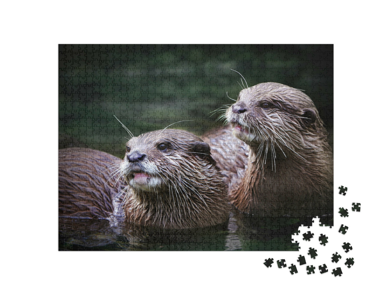 Puzzle de 1000 pièces « Mignon couple de loutres dans l'eau »