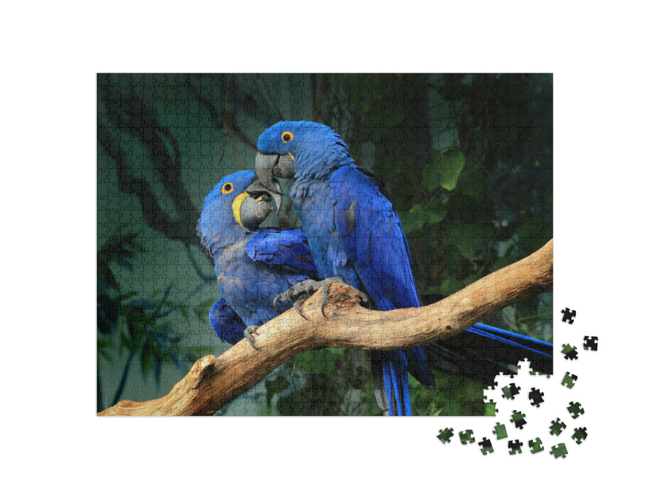 Puzzle de 1000 pièces « Un couple d'aras bleus de Jacinthe se touche le bec »