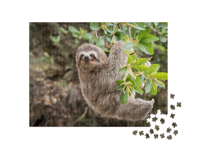 Puzzle de 1000 pièces « Vue de la jungle : Paresseux »