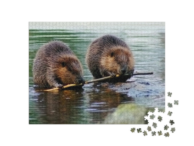 Puzzle de 1000 pièces « Un couple de castors »