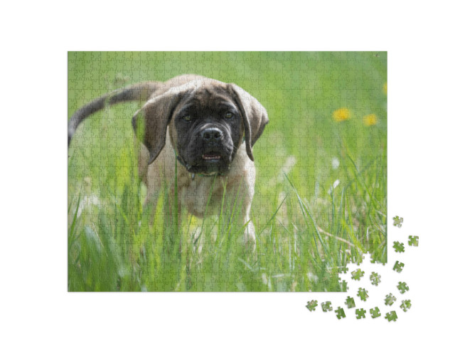 Puzzle de 1000 pièces « Chiot Mastiff anglais joue »
