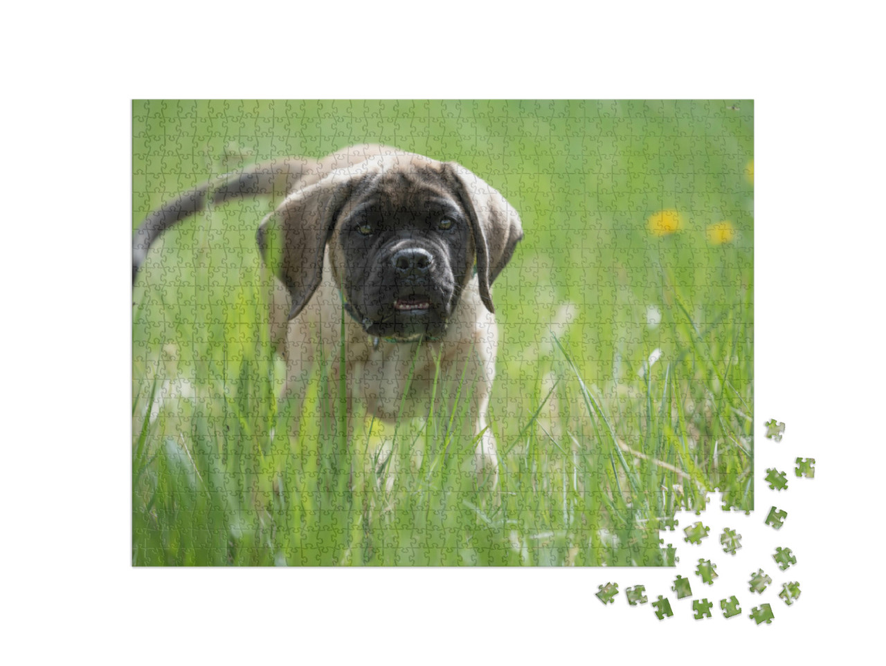 Puzzle de 1000 pièces « Chiot Mastiff anglais joue »