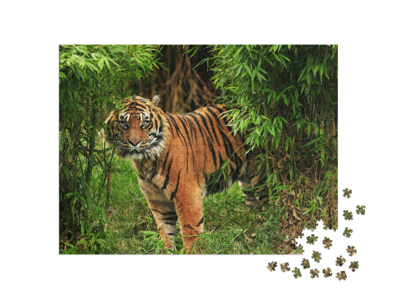 Puzzle de 1000 pièces « Tigre royal mâle »