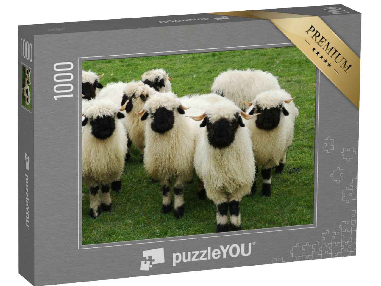 Puzzle de 1000 pièces « Un troupeau de moutons blancs à tête noire, Nez noir du Valais »