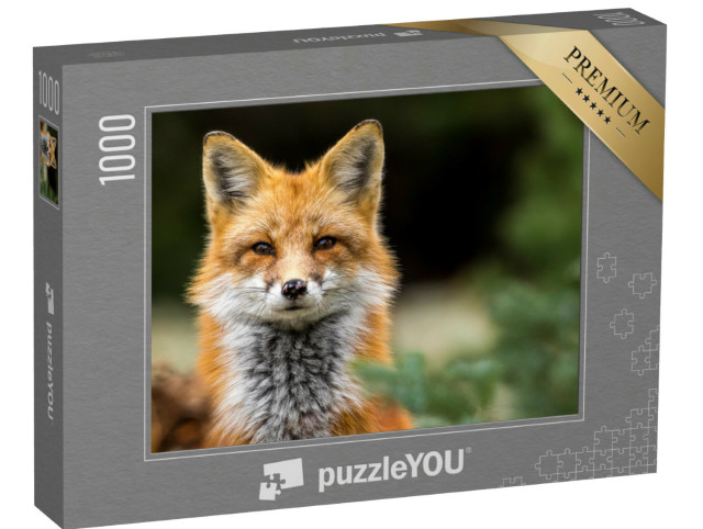 Puzzle de 1000 pièces « Les yeux dans les yeux avec un renard roux »