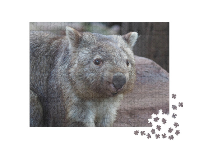 Puzzle de 1000 pièces « Wombat, originaire d'Australie »