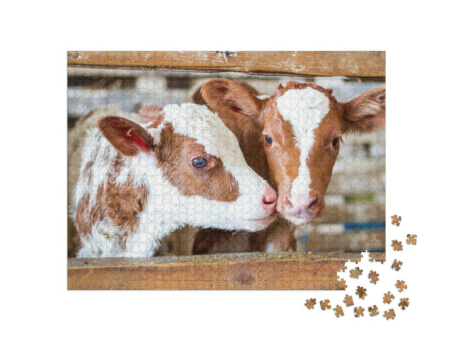 Puzzle de 1000 pièces « Deux veaux dans une étable à la campagne »